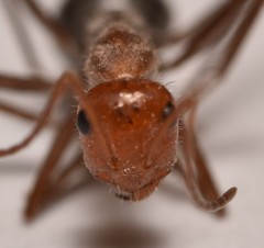 Myrmecocystus mendax