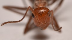 Myrmecocystus mendax