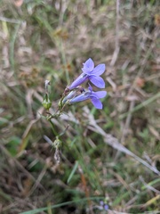 Lobelia batsonii