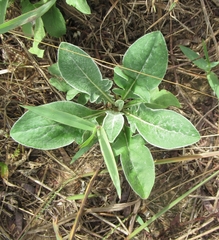 Eriogonum multiflorum