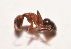 Camponotus discolor
