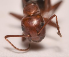 Camponotus discolor