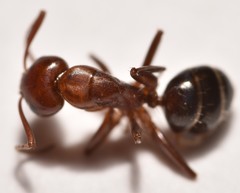 Camponotus discolor