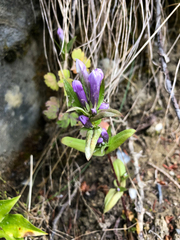 Gentianella propinqua