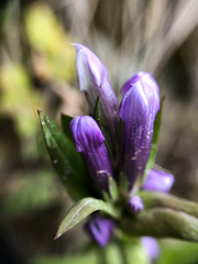 Gentianella propinqua