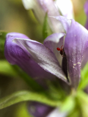 Gentianella propinqua