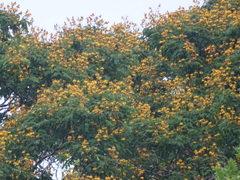 Peltophorum
