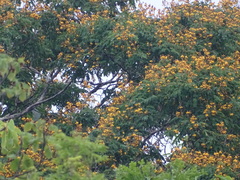 Peltophorum