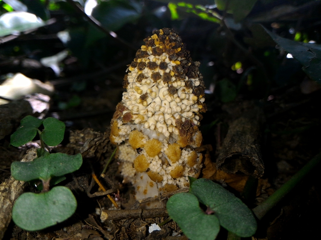 Lathrophytum