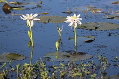 Nymphaea macrosperma