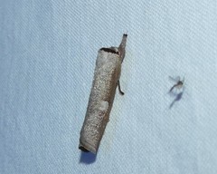 Pilostibes stigmatias