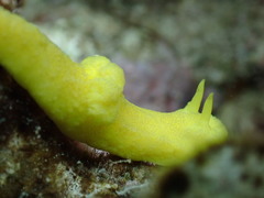 Notodoris citrina