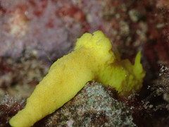 Notodoris citrina