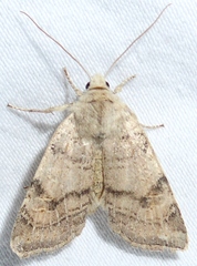 Anathix puta