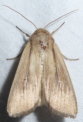 Leucania phragmitidicola