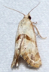 Platphalonidia felix