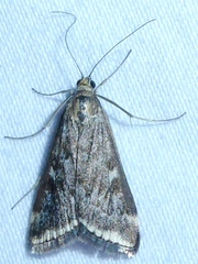 Loxostege munroealis