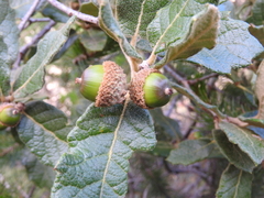 Quercus greggii