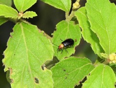 Cacoscelis marginata