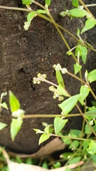 Chenopodium nutans nutans