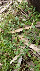 Chenopodium nutans nutans