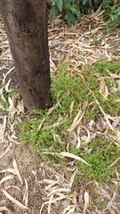 Chenopodium nutans nutans