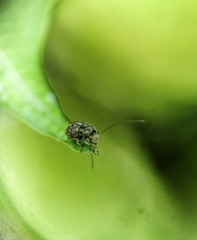 Exillis