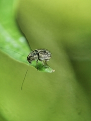 Exillis