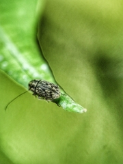 Exillis