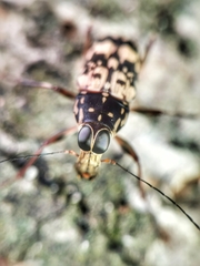 Litocerus