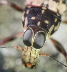 Litocerus