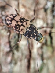 Litocerus