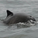 Pacific Harbour Porpoise - Photo (c) madfox, some rights reserved (CC BY-NC), uploaded by madfox