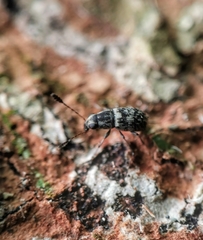Plintheria
