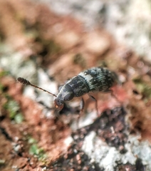 Plintheria
