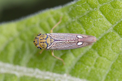 Parathona gratiosa