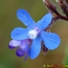 Alkanet - Photo (c) Valter Jacinto, some rights reserved (CC BY-NC-SA)