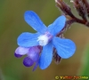Alkanet - Photo (c) Valter Jacinto, some rights reserved (CC BY-NC-SA)