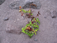 Penstemon cardwellii