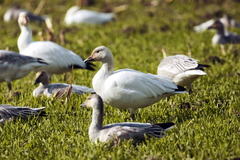 Anser caerulescens caerulescens