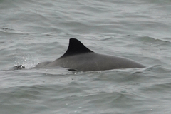 Phocoena phocoena vomerina