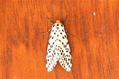 Juxtarctia multiguttata