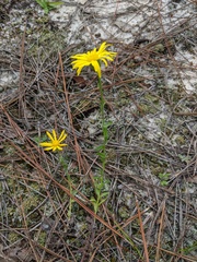 Chrysopsis gossypina