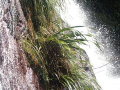 Phormium cookianum