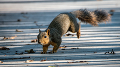 Sciurus niger subauratus