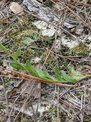 Chrysopsis gossypina