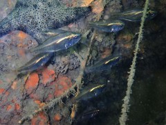 Siphamia roseigaster