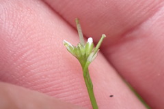 Cardamine forsteri