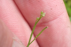 Cardamine forsteri