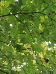 Liquidambar styraciflua